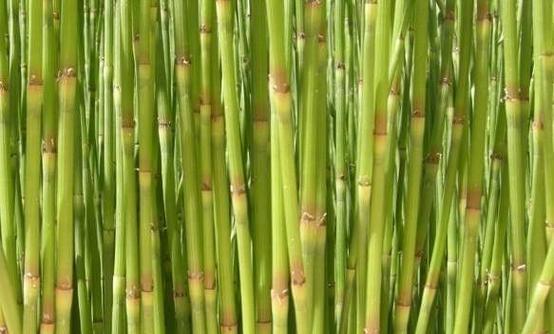 麻黄草和节节草有什么区别？如何区分它们？