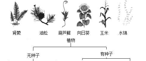 麻黄草和节节草有什么区别？如何区分它们？