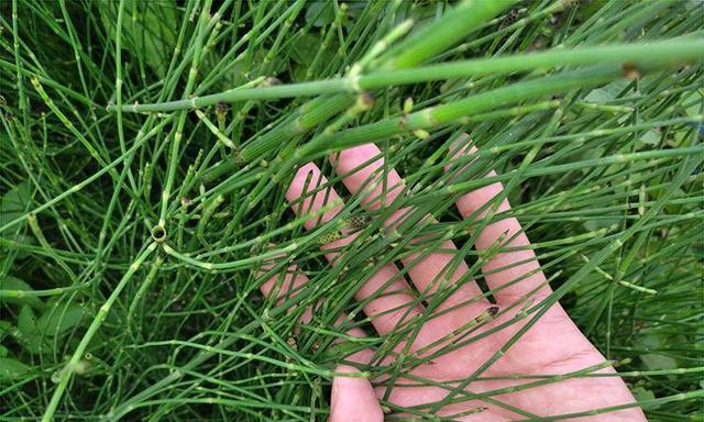 麻黄草和节节草有什么区别？如何区分它们？