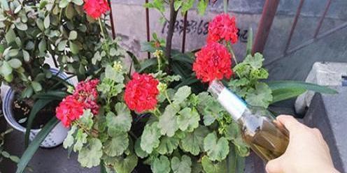 啤酒作为花肥的正确方法是什么？使用啤酒养花有哪些注意事项？