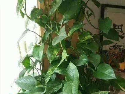 啤酒作为花肥的正确方法是什么？使用啤酒养花有哪些注意事项？