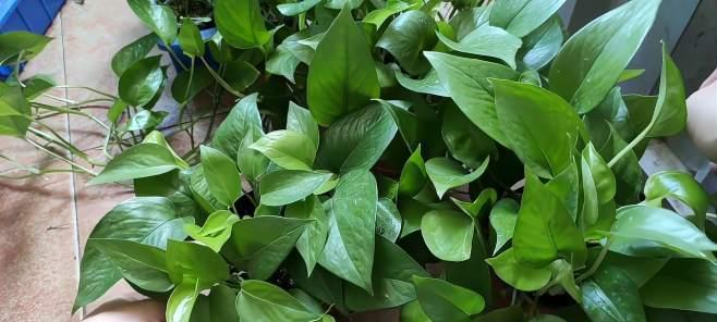 啤酒作为花肥的正确方法是什么？使用啤酒养花有哪些注意事项？