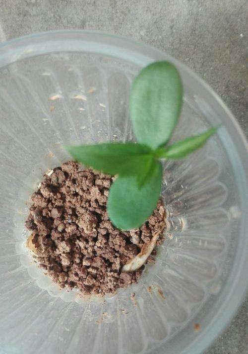 苹果种子含有氰化物吗？吃苹果种子安全吗？