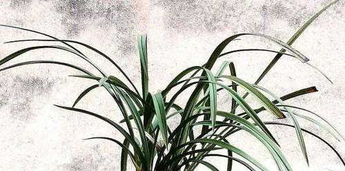 兰花不开花是什么原因？如何解决兰花不开花的问题？