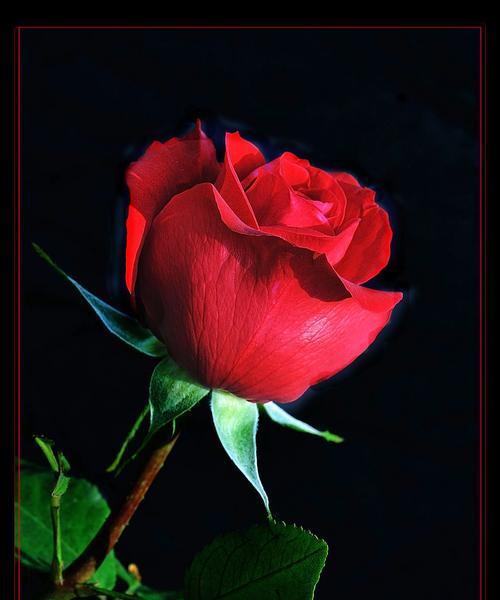月季花的象征意义及美丽之秘(揭秘月季花的寓意)