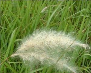 毛根草的外观特征是什么？如何辨认毛根草？