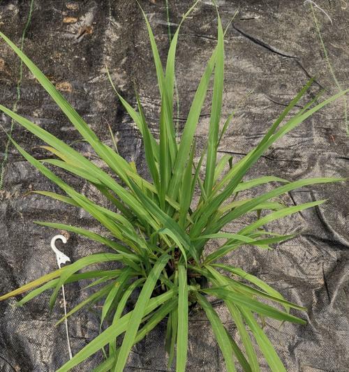 毛根草的外观特征是什么？如何辨认毛根草？