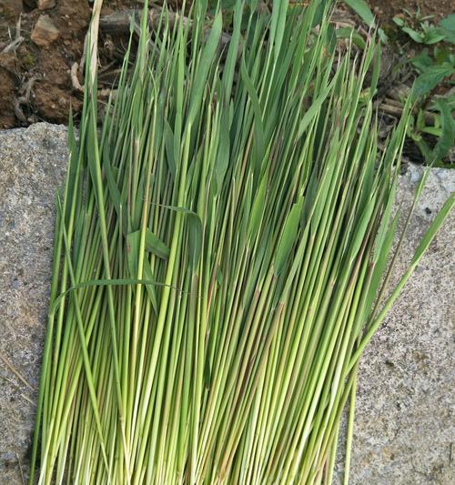 毛根草的外观特征是什么？如何辨认毛根草？