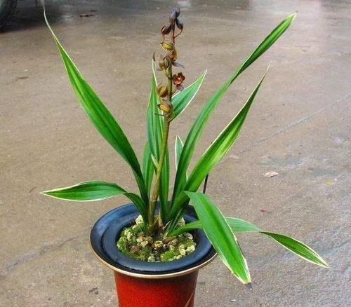 春兰养护技巧是什么？如何确保春兰开花多？