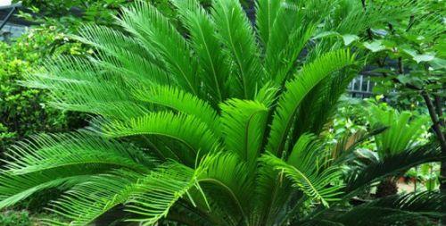 植物的坚韧与勇敢——自由独立的象征（探寻自然界中象征独立与勇敢的植物）
