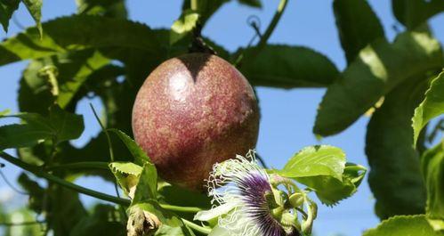 百香果几年才能结果？如何正确种植和养护？