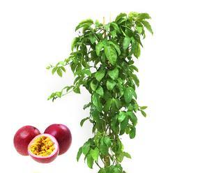 百香果几年才能结果？如何正确种植和养护？