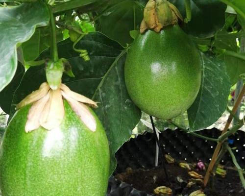 百香果几年才能结果？如何正确种植和养护？