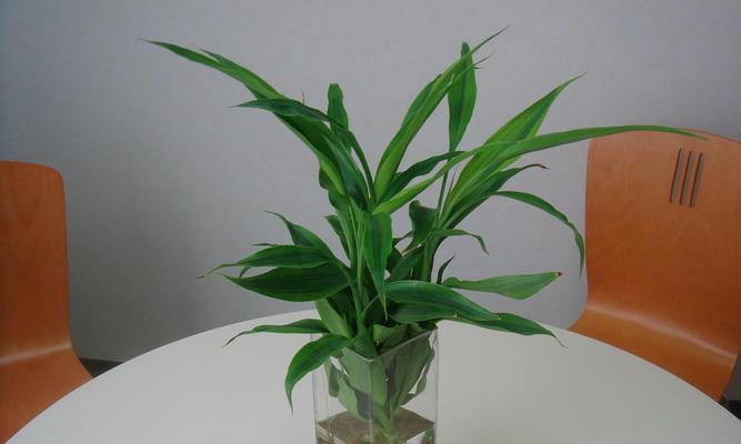 富贵竹用水养可行吗？如何正确进行水培？