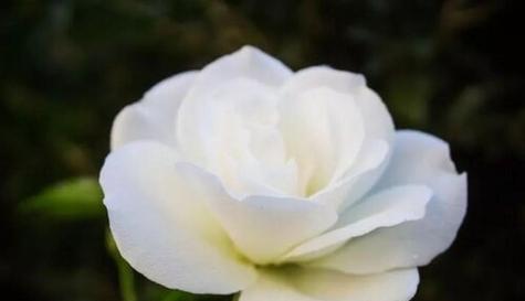 白玫瑰花的象征意义与美丽之处（探寻白玫瑰花所代表的情感与价值观）