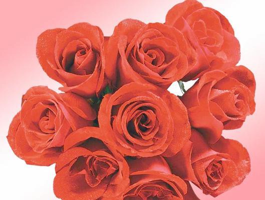 玫瑰花的含义与传说（探索玫瑰花的不同寓意）