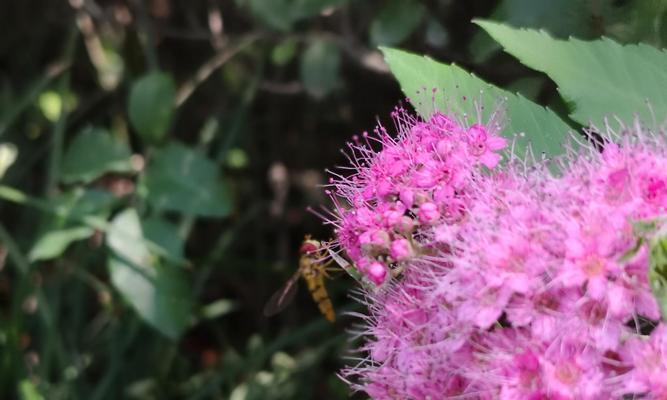 绣线菊花语（绣线菊花语的意义及传承）
