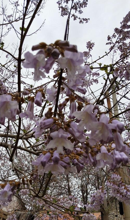 梧桐花的寓意与意义（探寻梧桐花的象征与传承）