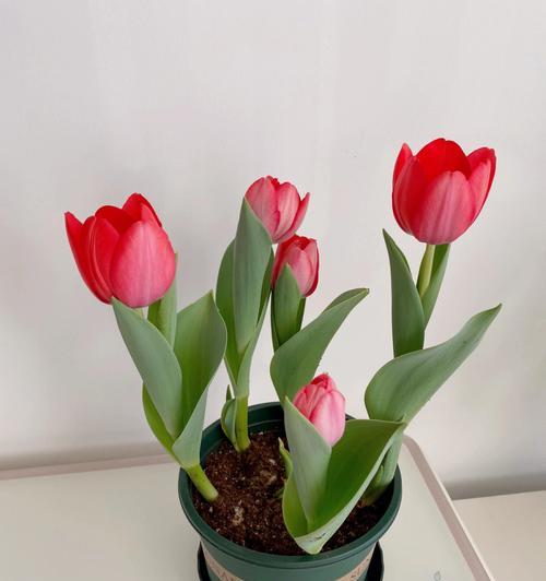 郁金香（探索郁金香开花之美）