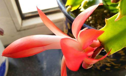 蟹爪兰的花语及其意义（探索蟹爪兰的花语背后的寓意与象征）