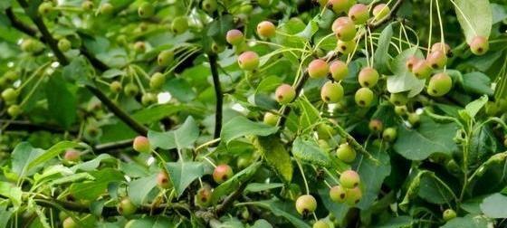 甘棠花的象征意义及其美丽传说（探寻甘棠花背后的文化内涵与美丽传说）