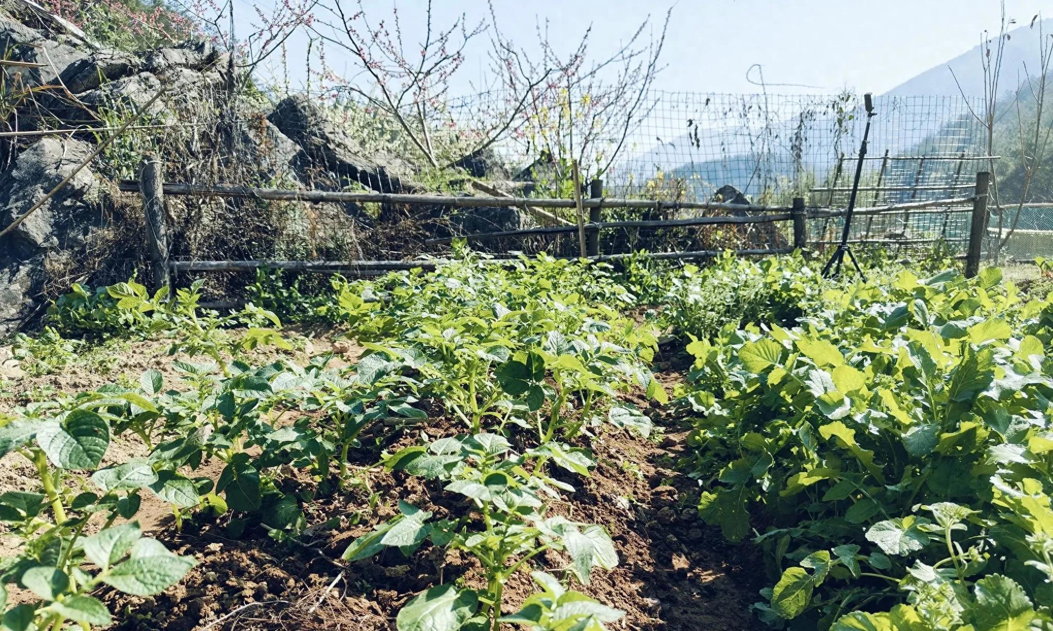 一旦爱上种菜，一天不去2、3遍菜园，浑身都没劲，有一样的吗？