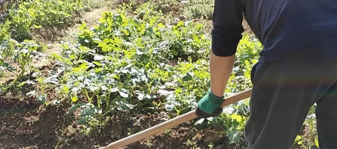 一旦爱上种菜，一天不去2、3遍菜园，浑身都没劲，有一样的吗？