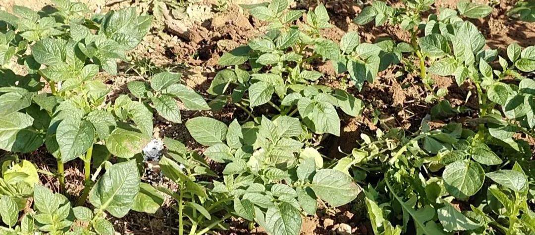 很多人种菜，90%的精力都白费了！做好这5件事，比什么都强