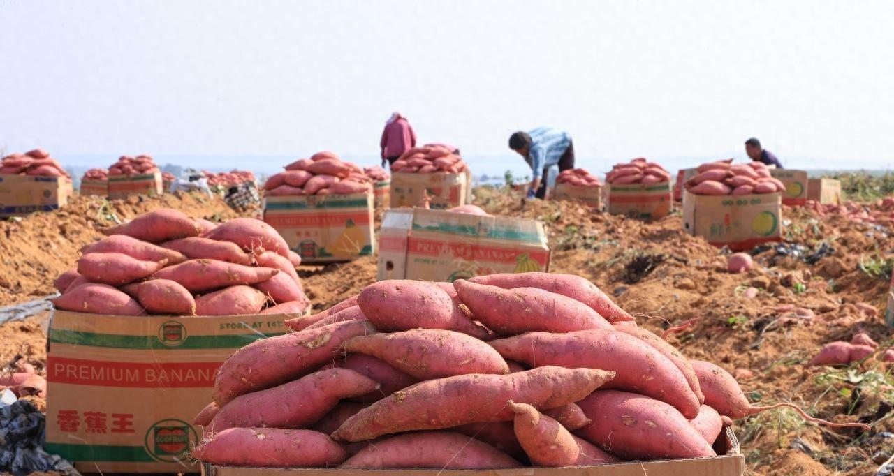 红薯、土豆、花生、韭菜、大蒜，底肥用这个，土里没虫长得还好