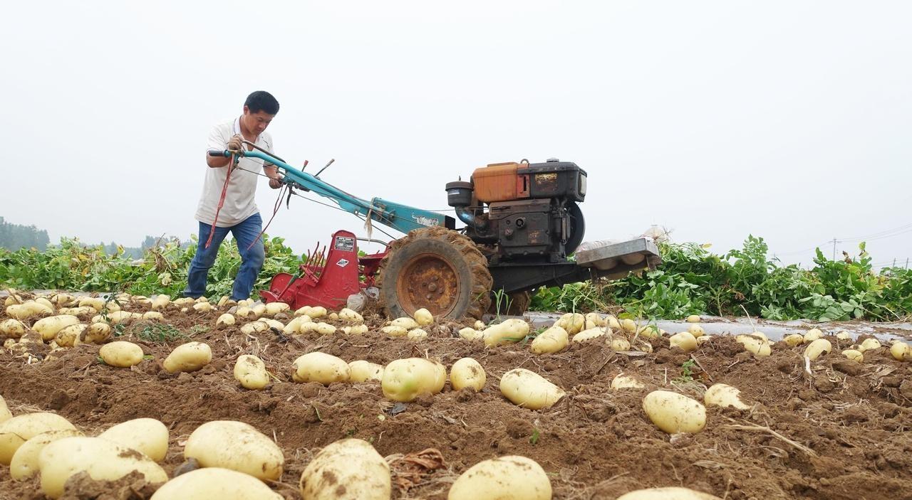 红薯、土豆、花生、韭菜、大蒜，底肥用这个，土里没虫长得还好