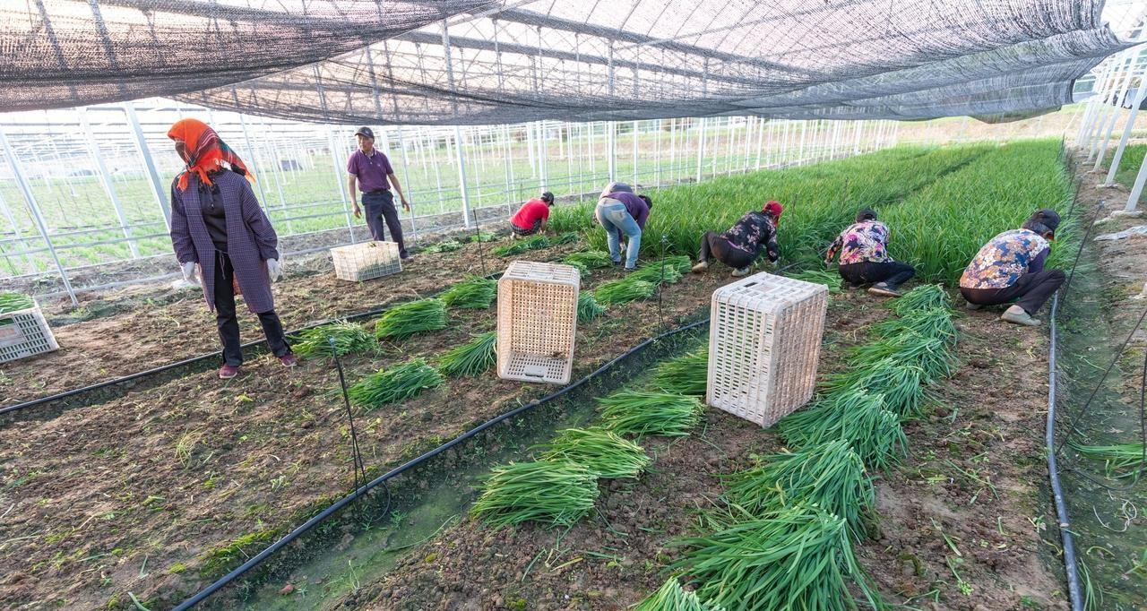 红薯、土豆、花生、韭菜、大蒜，底肥用这个，土里没虫长得还好