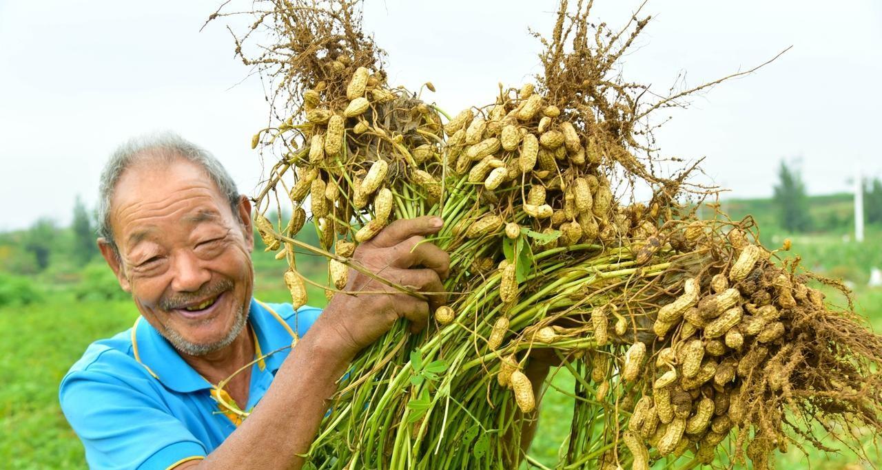 红薯、土豆、花生、韭菜、大蒜，底肥用这个，土里没虫长得还好
