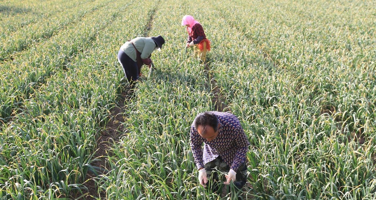 红薯、土豆、花生、韭菜、大蒜，底肥用这个，土里没虫长得还好