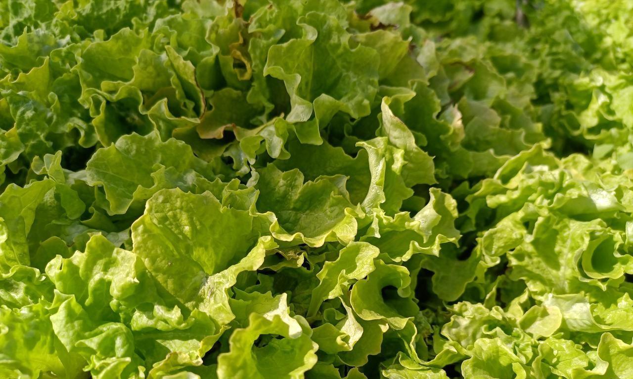 2月份哪些蔬菜可以育苗？哪些蔬菜可以种植？不要错过最佳时间