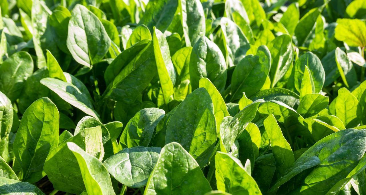 2月份哪些蔬菜可以育苗？哪些蔬菜可以种植？不要错过最佳时间