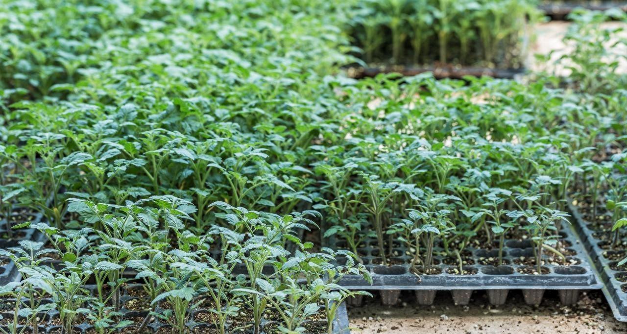 2月份哪些蔬菜可以育苗？哪些蔬菜可以种植？不要错过最佳时间