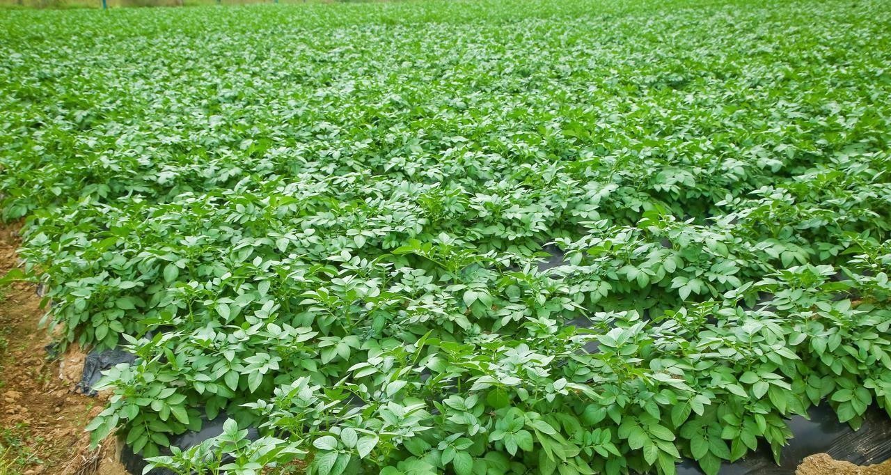 2月份哪些蔬菜可以育苗？哪些蔬菜可以种植？不要错过最佳时间