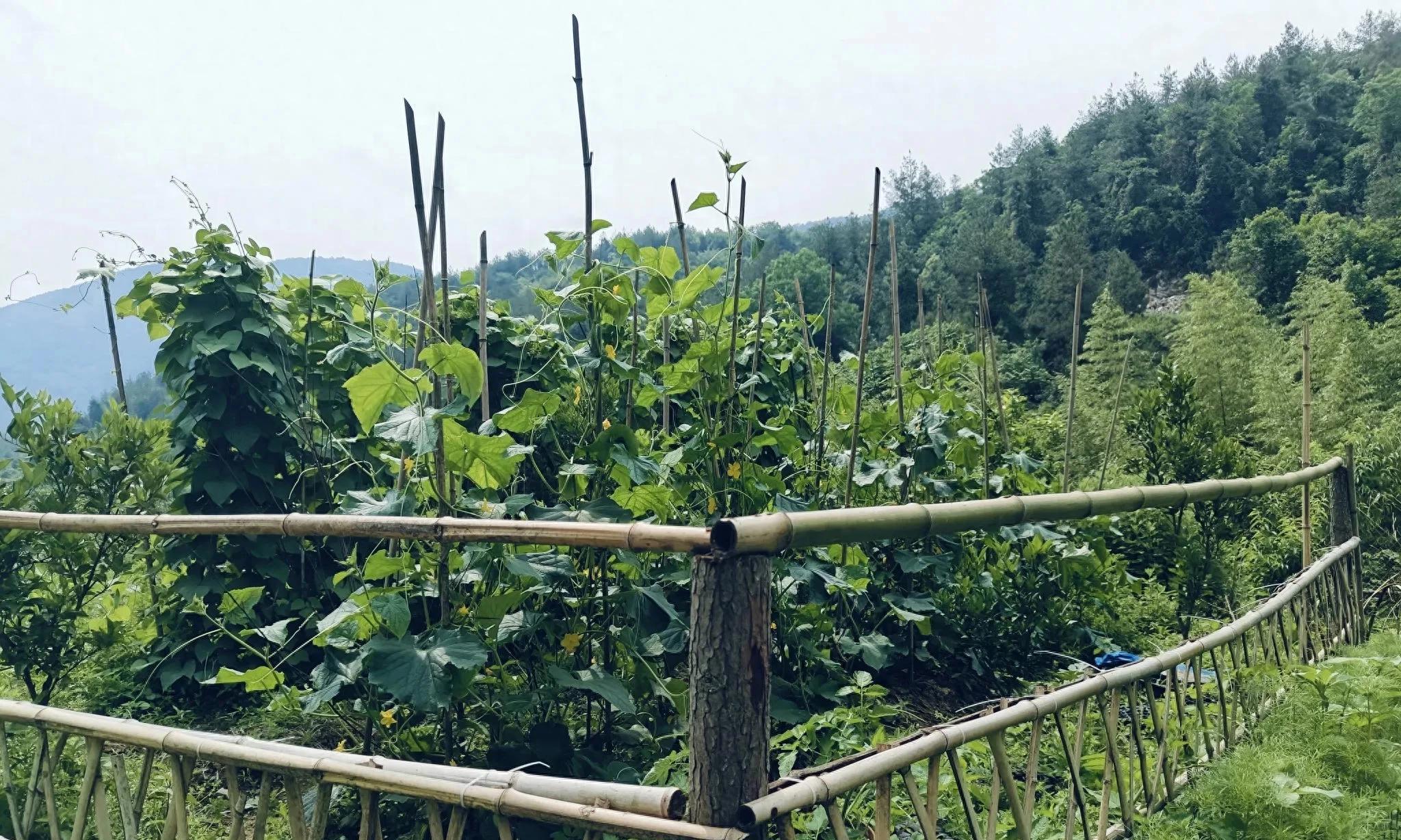 钱难挣时，不妨去种菜，至少身体是健康的