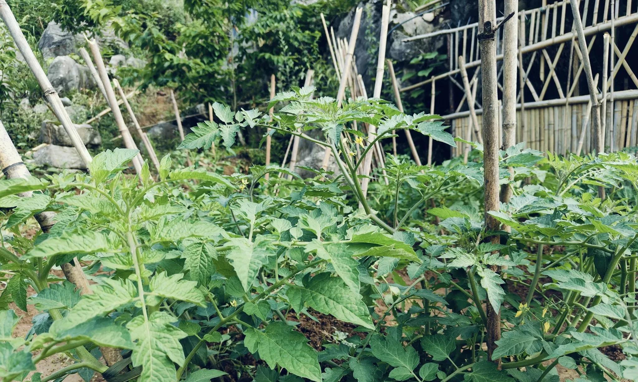 钱难挣时，不妨去种菜，至少身体是健康的