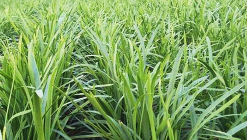 韭菜年年长好的秘诀，重点在于养根，韭菜养根五个小技巧分享给你