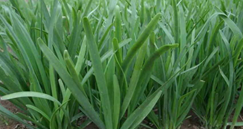 韭菜年年长好的秘诀，重点在于养根，韭菜养根五个小技巧分享给你