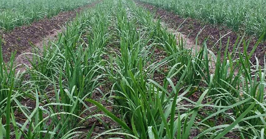 韭菜年年长好的秘诀，重点在于养根，韭菜养根五个小技巧分享给你