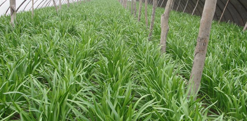 韭菜年年长好的秘诀，重点在于养根，韭菜养根五个小技巧分享给你