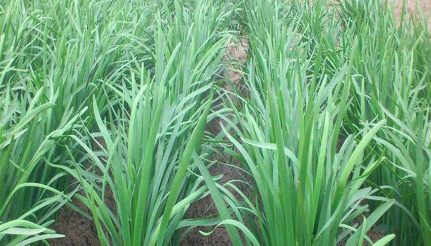 韭菜年年长好的秘诀，重点在于养根，韭菜养根五个小技巧分享给你