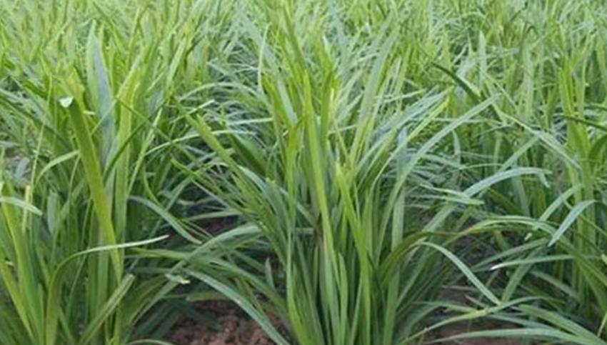 韭菜年年长好的秘诀，重点在于养根，韭菜养根五个小技巧分享给你