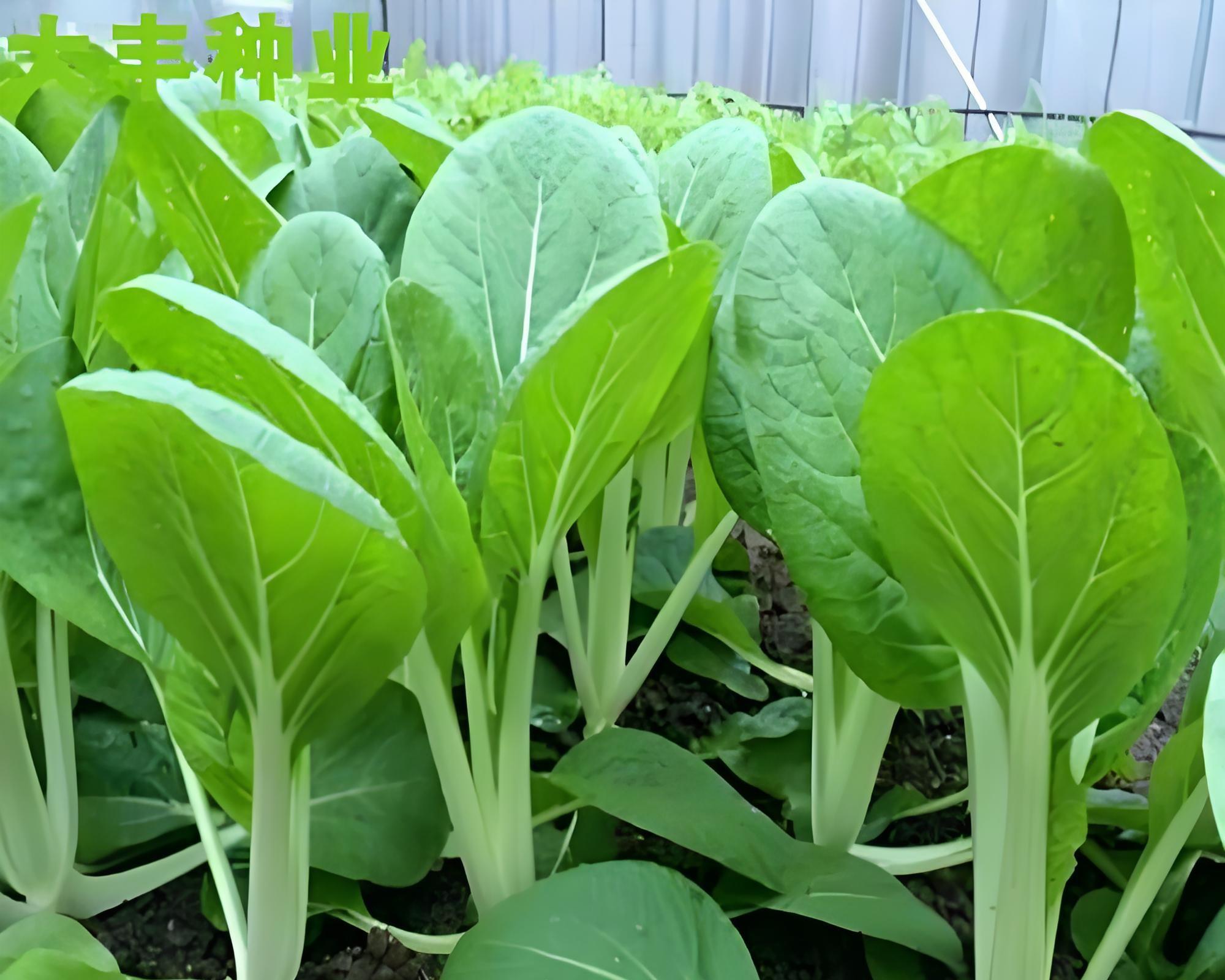 立春后，南方必种的5种菜，你家种了几样？