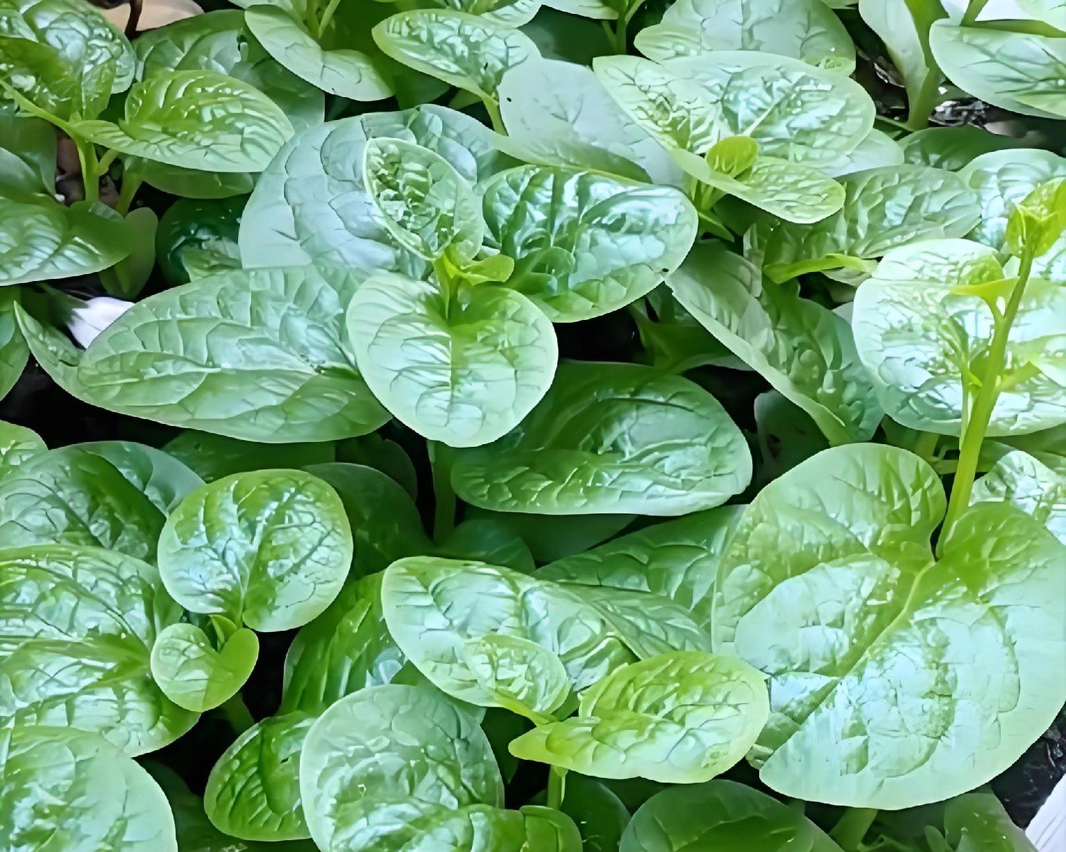 立春后，南方必种的5种菜，你家种了几样？