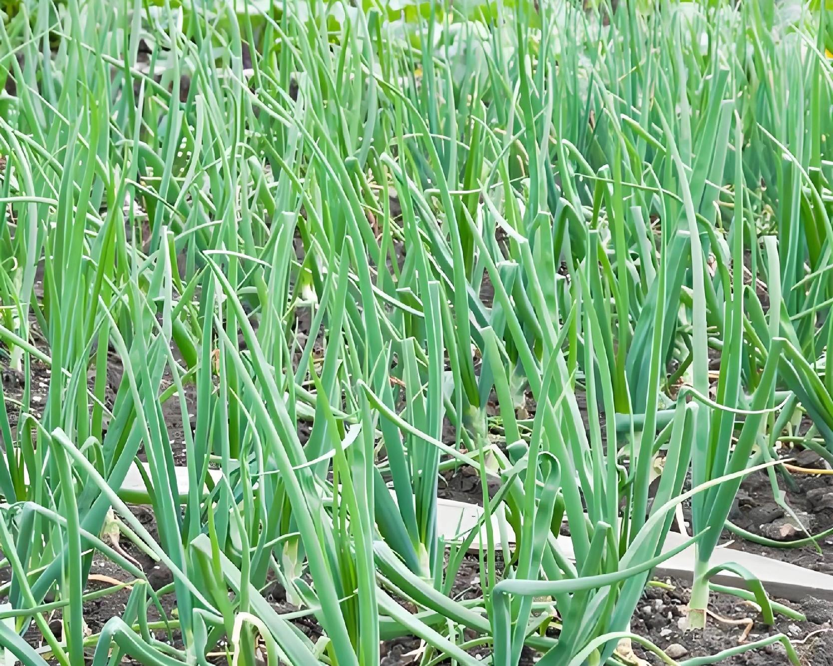 立春后，南方必种的5种菜，你家种了几样？