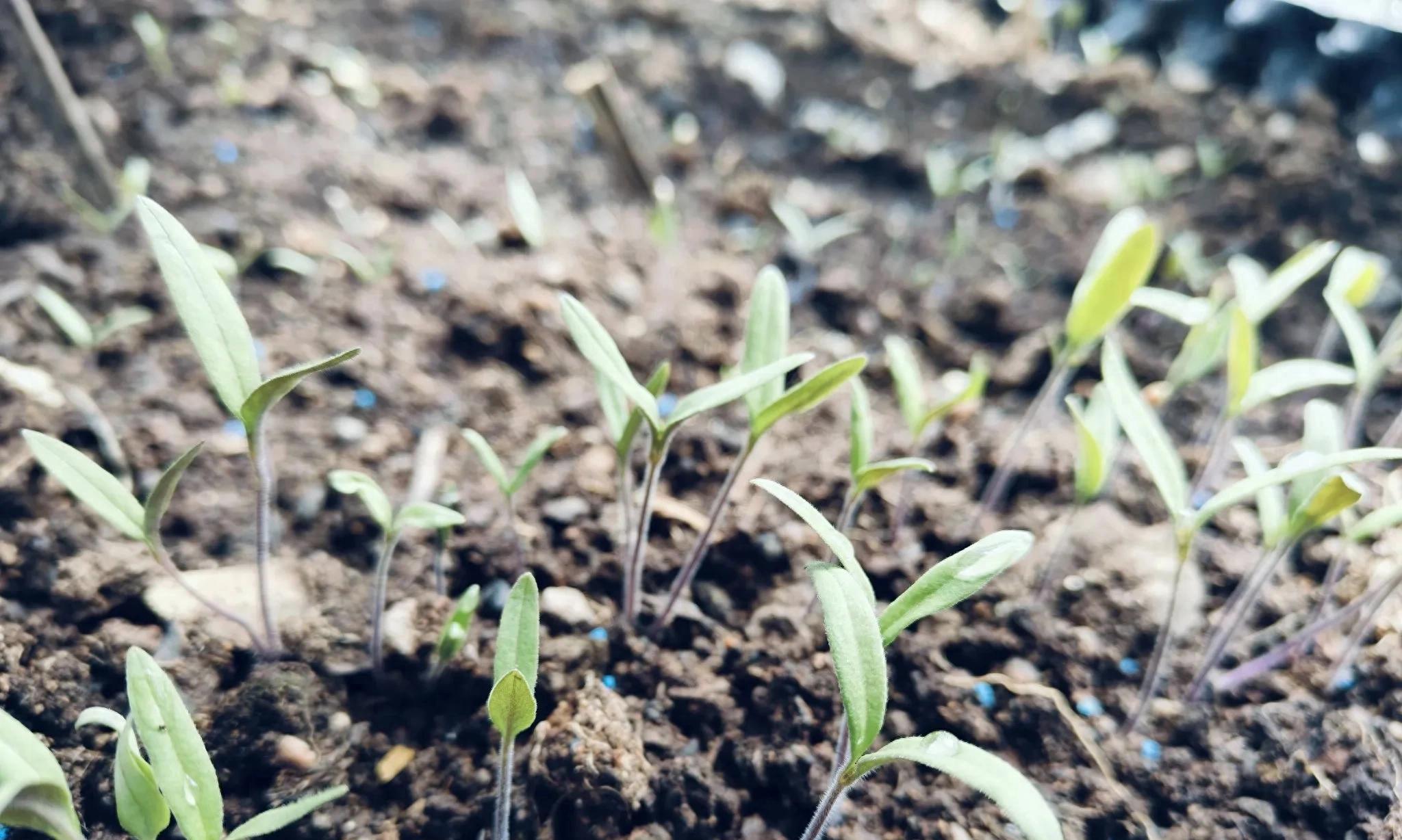 明日立春，这些春季蔬菜可以育苗了，别在犹豫，否则少吃几茬