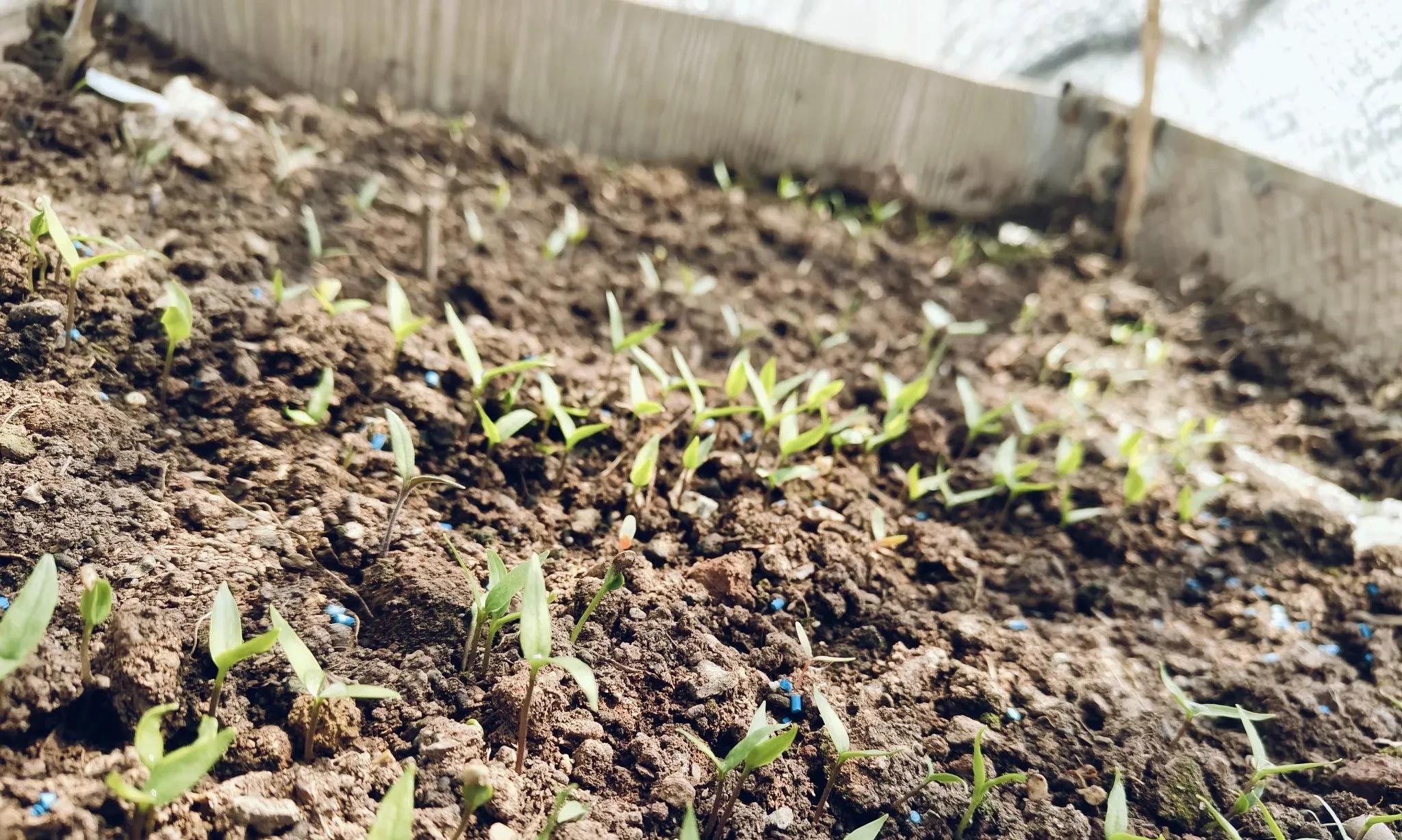 明日立春，这些春季蔬菜可以育苗了，别在犹豫，否则少吃几茬